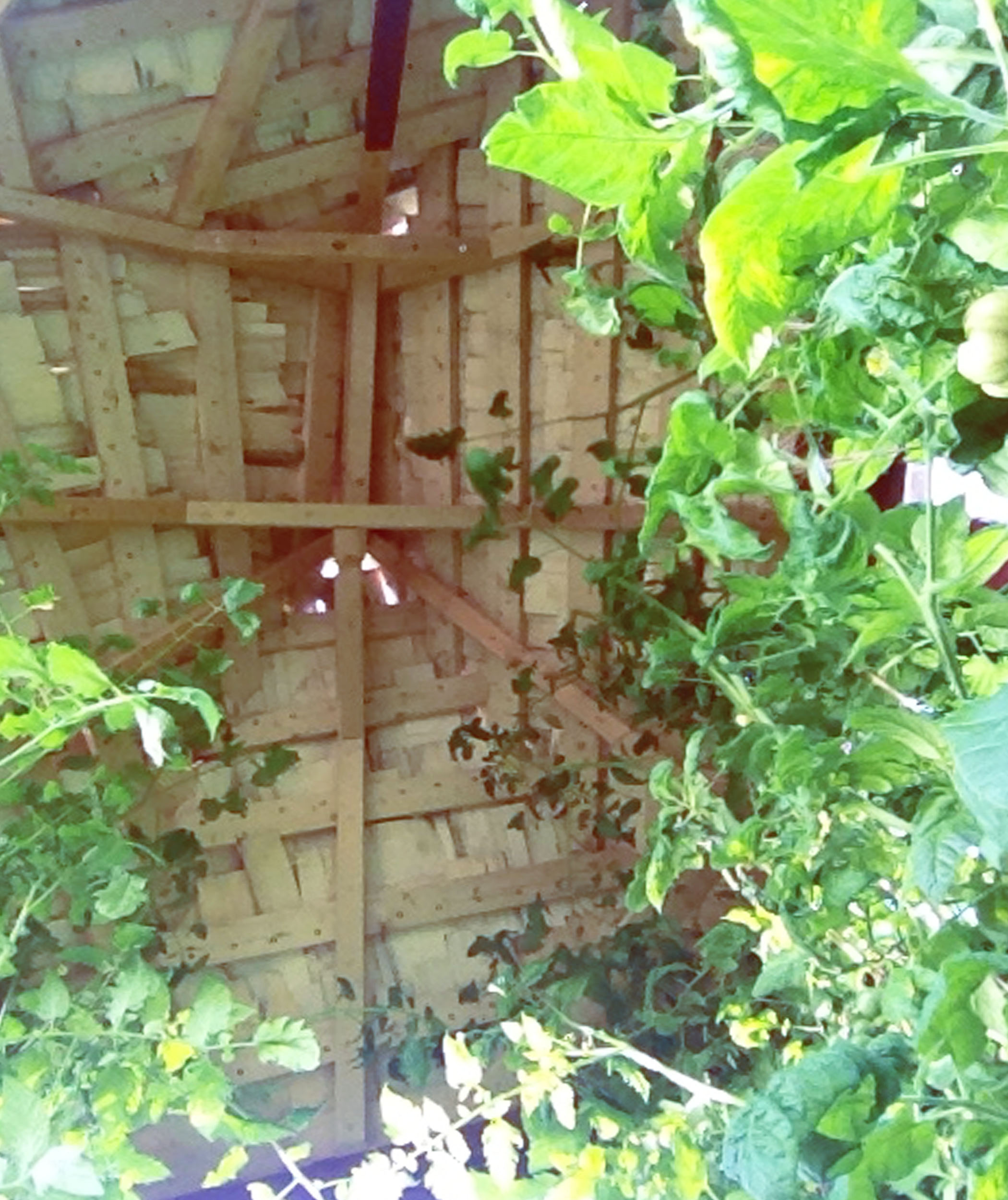 växthus, platsbyggt växthus, recycled greenhouse, DIY, hemmabyggt växthus, växthusarkitektur