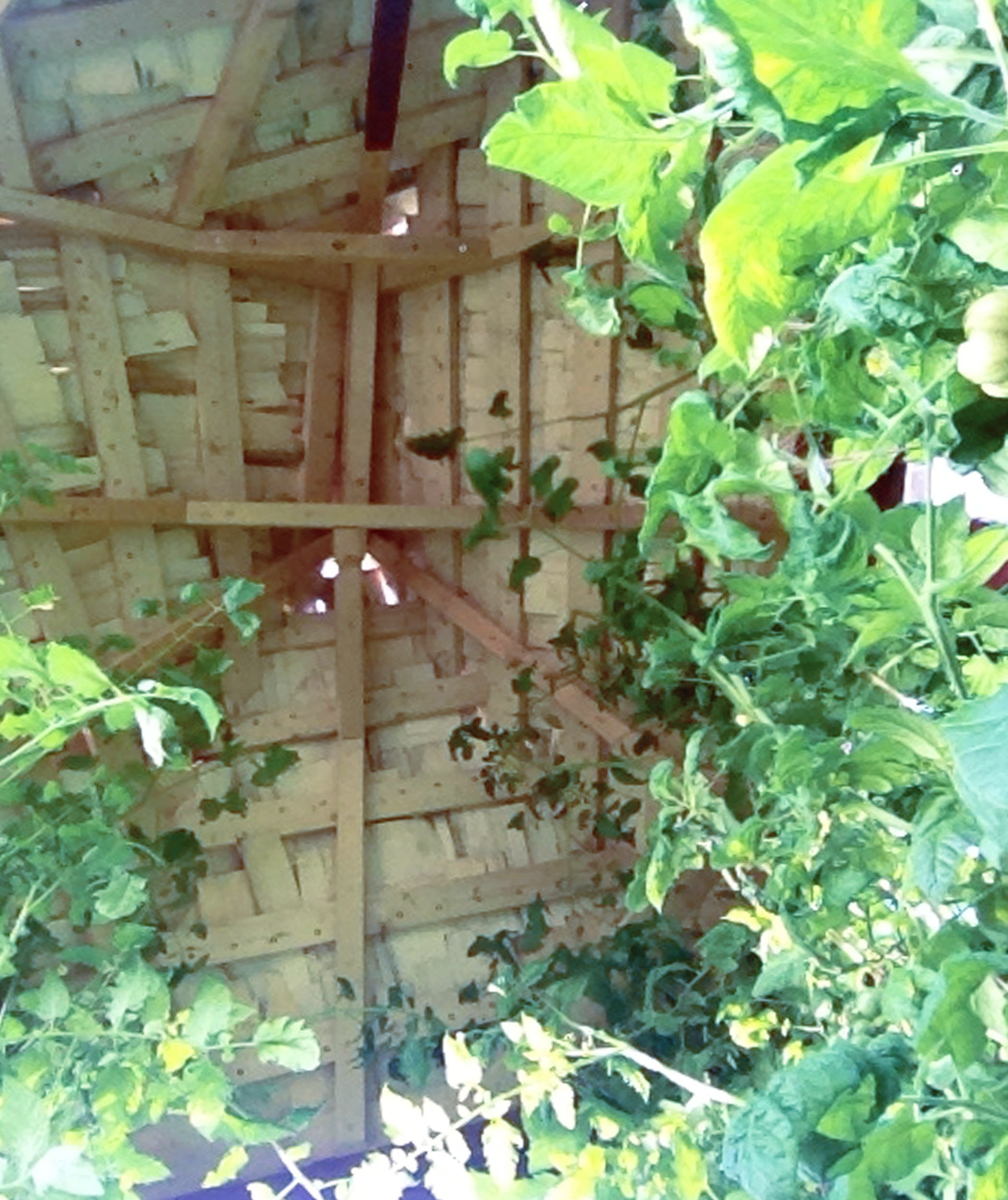 växthus, platsbyggt växthus, specialbyggt växthus, recycled greenhouse, DIY, hemmabyggt växthus, växthusarkitektur, shingle style, shingle house